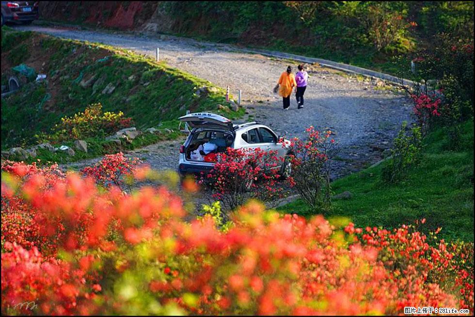 【春天,广西桂林灌阳县向您发出邀请!】春木界上映山红 - 游山玩水 - 辽源生活社区 - 辽源28生活网 liaoyuan.28life.com