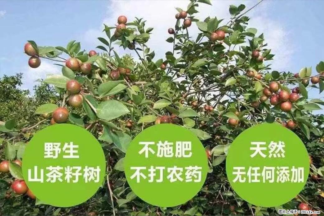 【灌阳县油茶产业示范区】一个有着充实的精神生活的人,对待身外之物自会有一种淡泊的态度 - 土特产 - 饮食特产 - 辽源分类信息 - 辽源28生活网 liaoyuan.28life.com