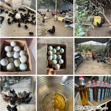 油茶园从小鸡仔开始养起的纯土鸡、土鸡蛋可以预定啦!还有前几天刚榨的纯山茶油哦 - 土特产 - 饮食特产 - 辽源分类信息 - 辽源28生活网 liaoyuan.28life.com