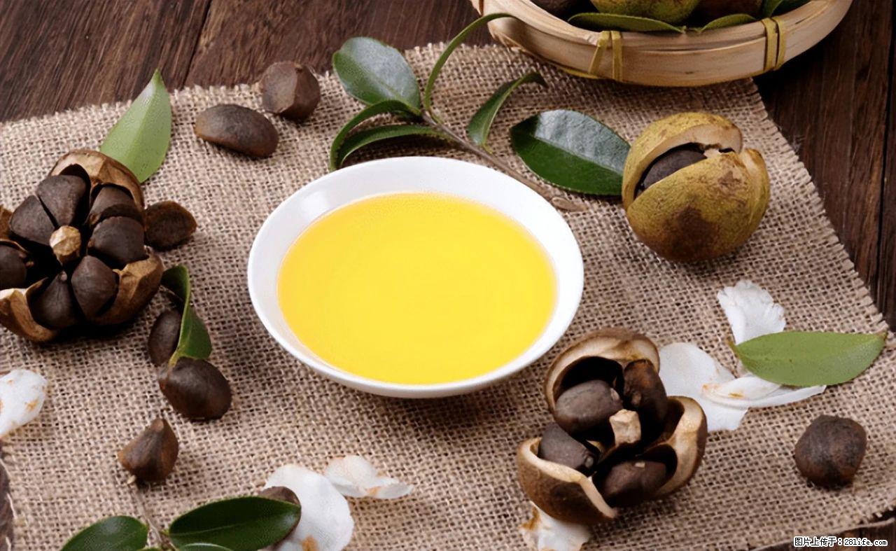 揭秘茶油的5大核心营养成分!被称为人体健康的“守护盾”! - 辽源生活资讯 - 辽源28生活网 liaoyuan.28life.com