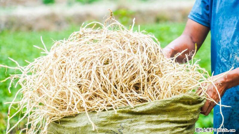 堪称“最难吃”的蔬菜，却是 “抗辐射神器”，还能护肺、清热、止咳化痰！ - 辽源生活资讯 - 辽源28生活网 liaoyuan.28life.com