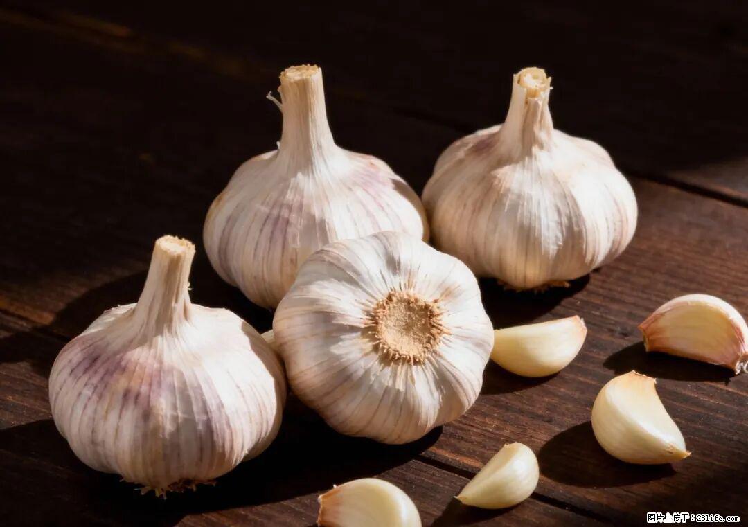 关于大蒜，除了“天然抗生素”，这4个谣言更该警惕! - 辽源生活资讯 - 辽源28生活网 liaoyuan.28life.com