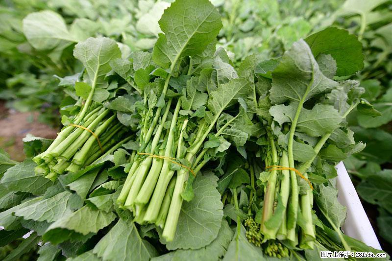 这些蔬菜是“天然钙片”，这6种被医生重点推荐 - 辽源生活资讯 - 辽源28生活网 liaoyuan.28life.com